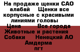 На продаже щенки САО (алабай ). Щенки все корпусные с красивыми линиями головы . › Цена ­ 30 - Все города Животные и растения » Собаки   . Ненецкий АО,Амдерма пгт
